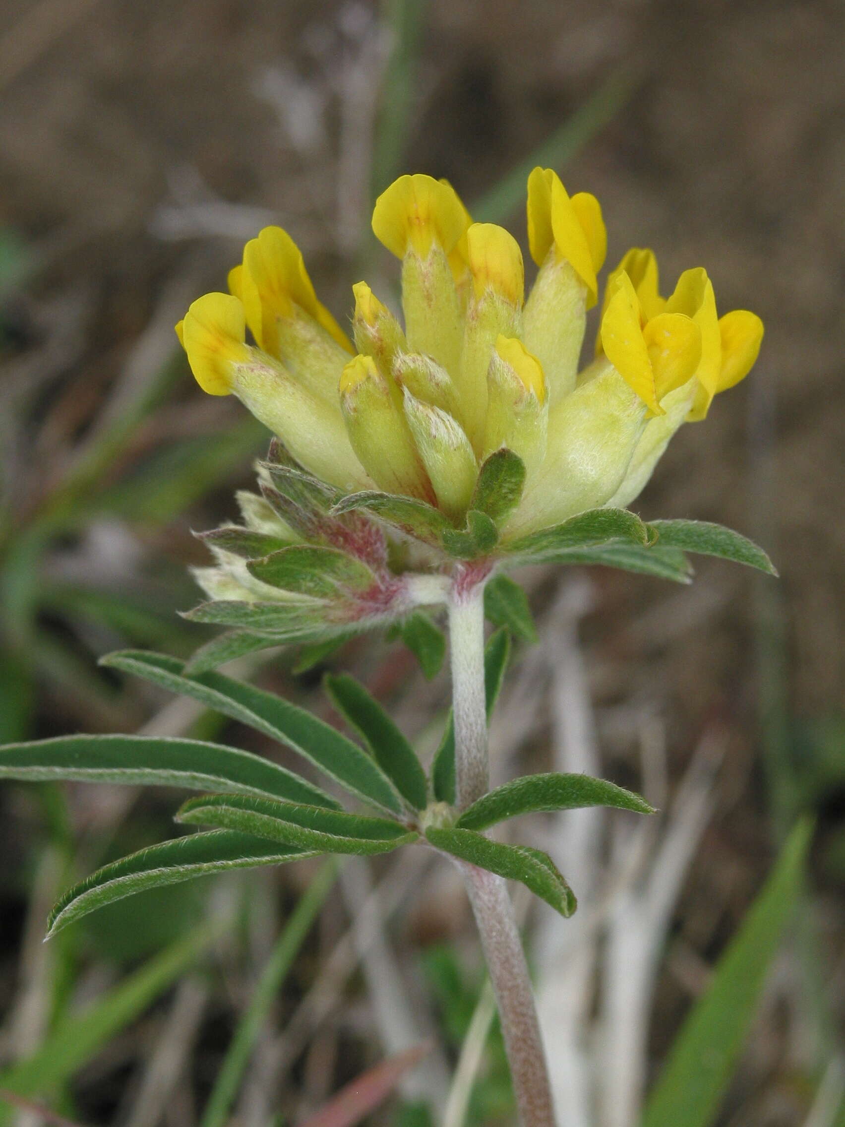 Слика од Anthyllis vulneraria L.