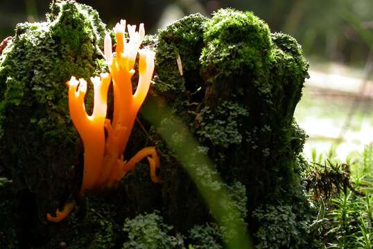 Imagem de Calocera viscosa (Pers.) Fr. 1821