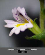 Imagem de Euphrasia stricta D. Wolff ex J. F. Lehm.