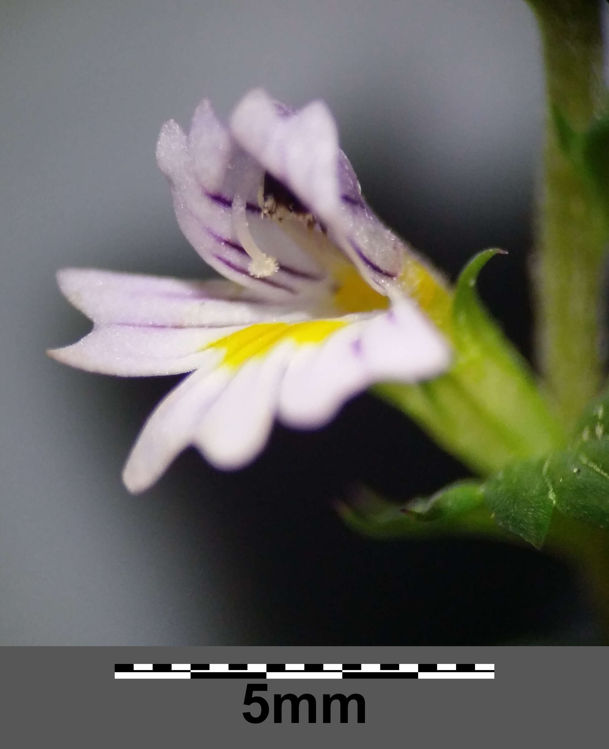 Слика од Euphrasia stricta D. Wolff ex J. F. Lehm.