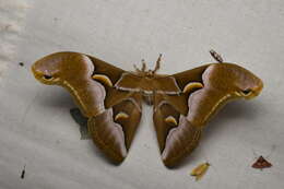 Image of Ailanthus Silkmoth