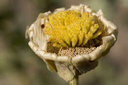 Image of desert marigold