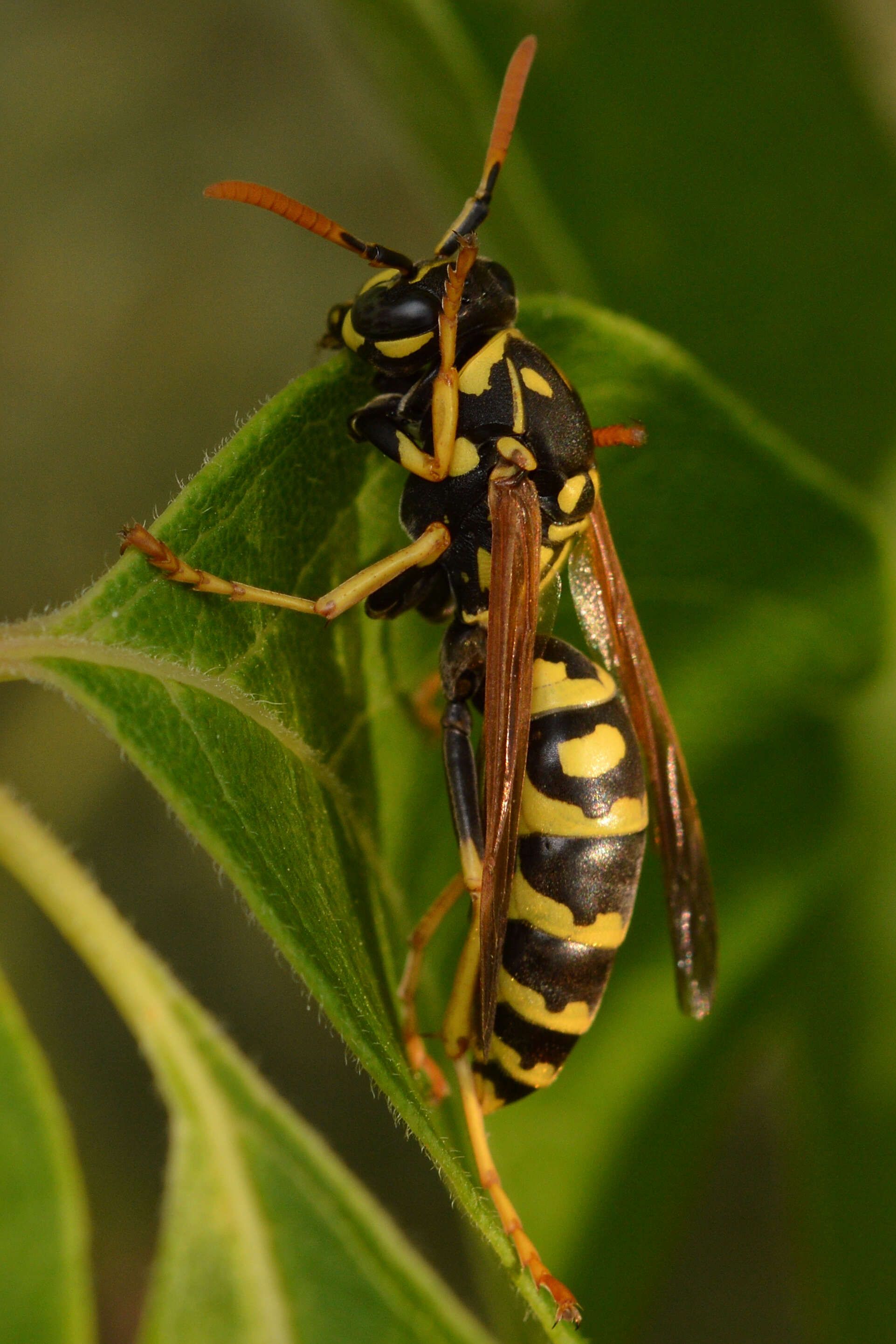 Plancia ëd Polistes dominula (Christ 1791)