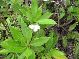 Imagem de Scaevola chamissoniana Gaud.