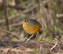 Image of Speckle-breasted Antpitta