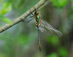 Image of Downy Emerald