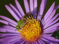 Image of Metallic Green Bees