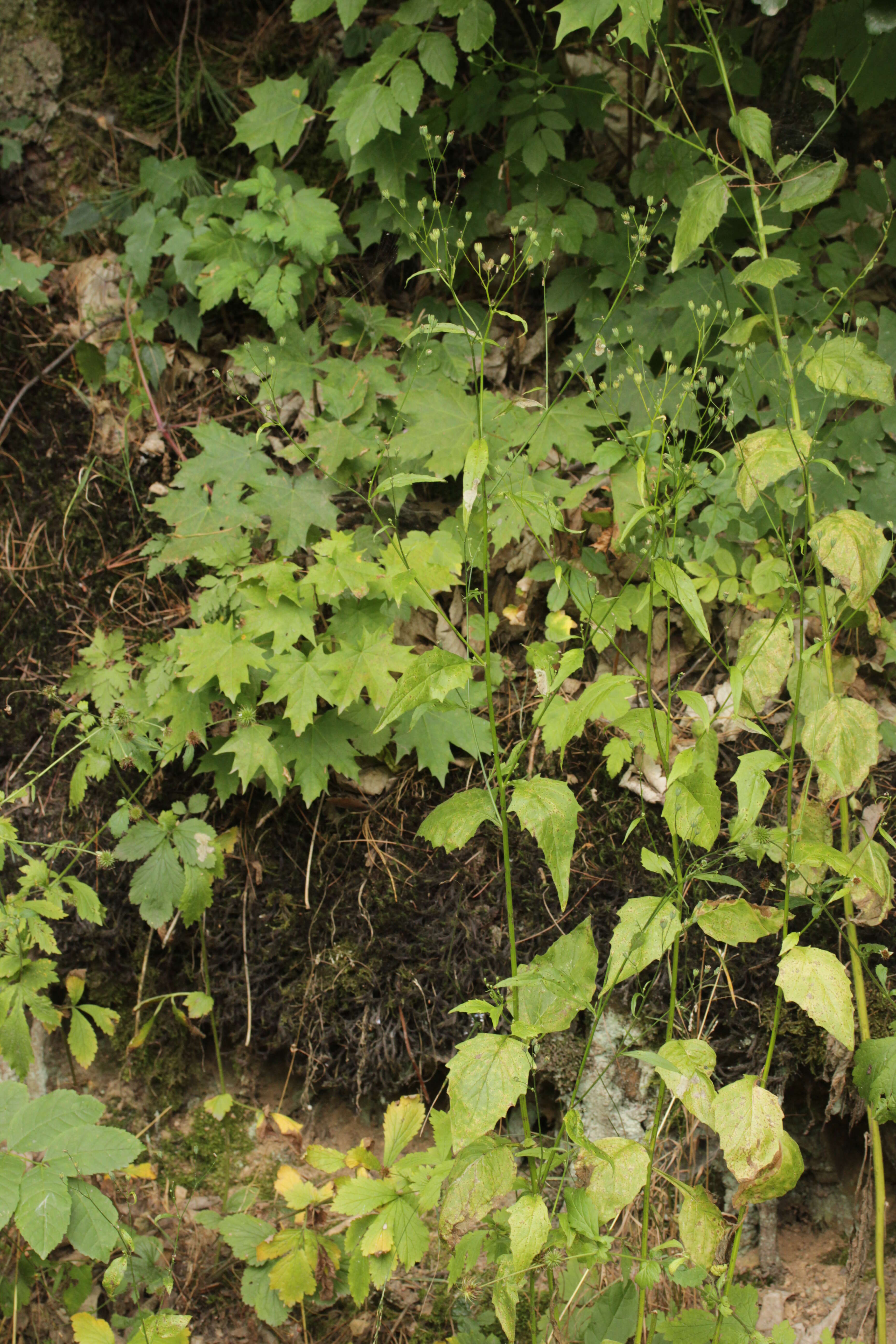 Image of nipplewort