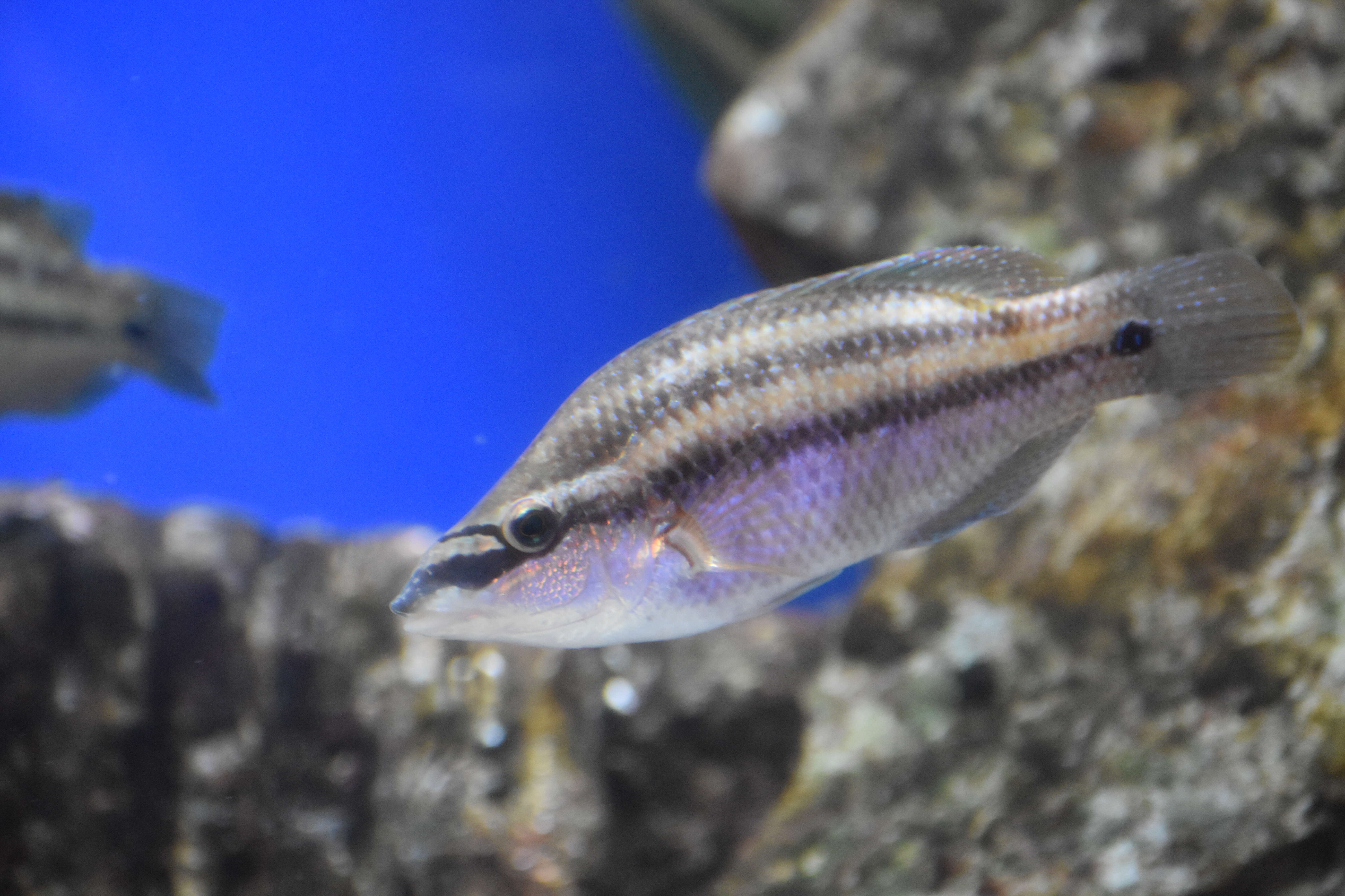 Image of East Atlantic Peacock Wrasse