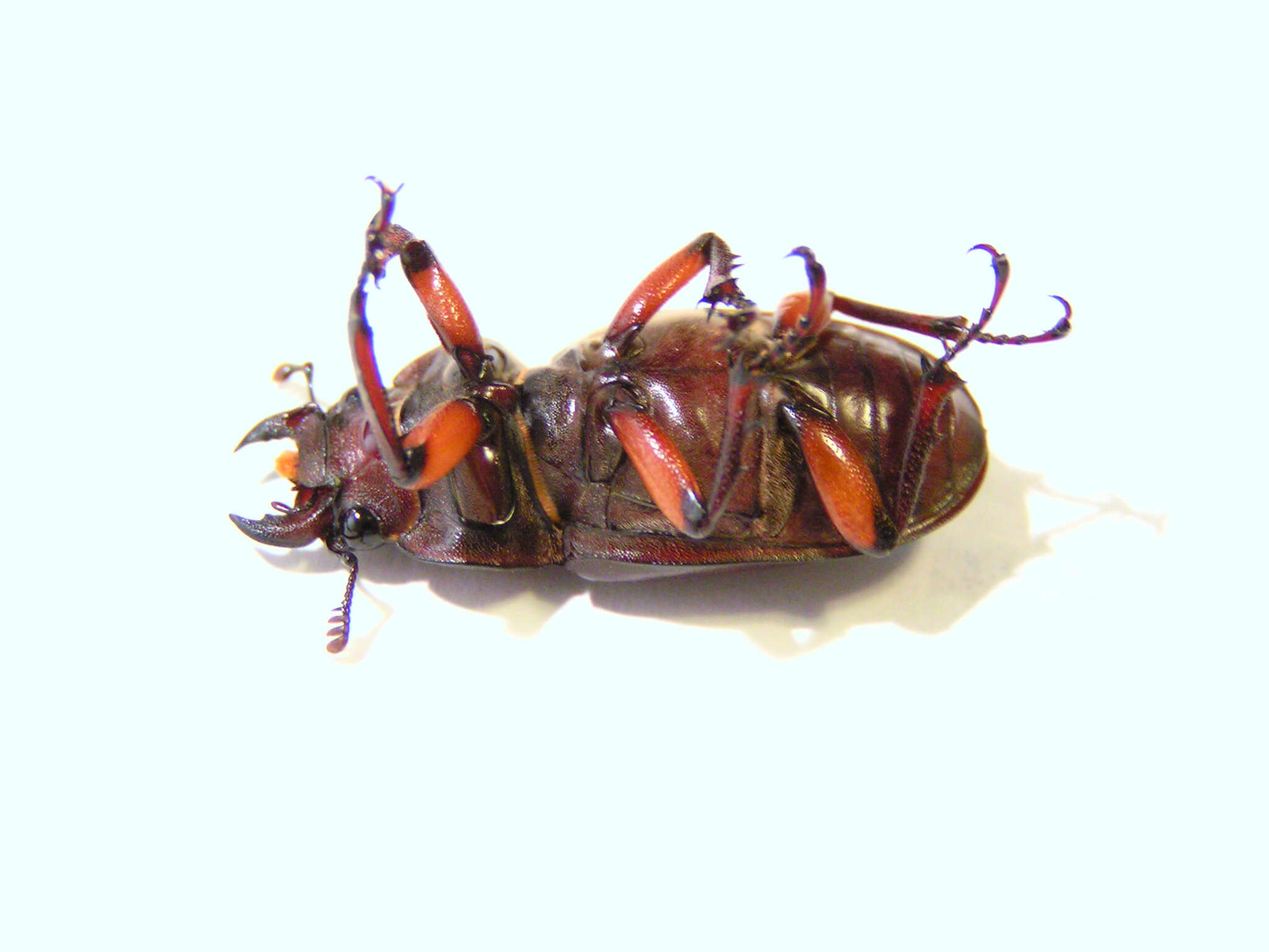 Lucanus (Pseudolucanus) capreolus (Linnaeus 1763)的圖片