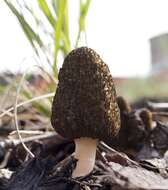 Image of Morchella importuna M. Kuo, O'Donnell & T. J. Volk 2012