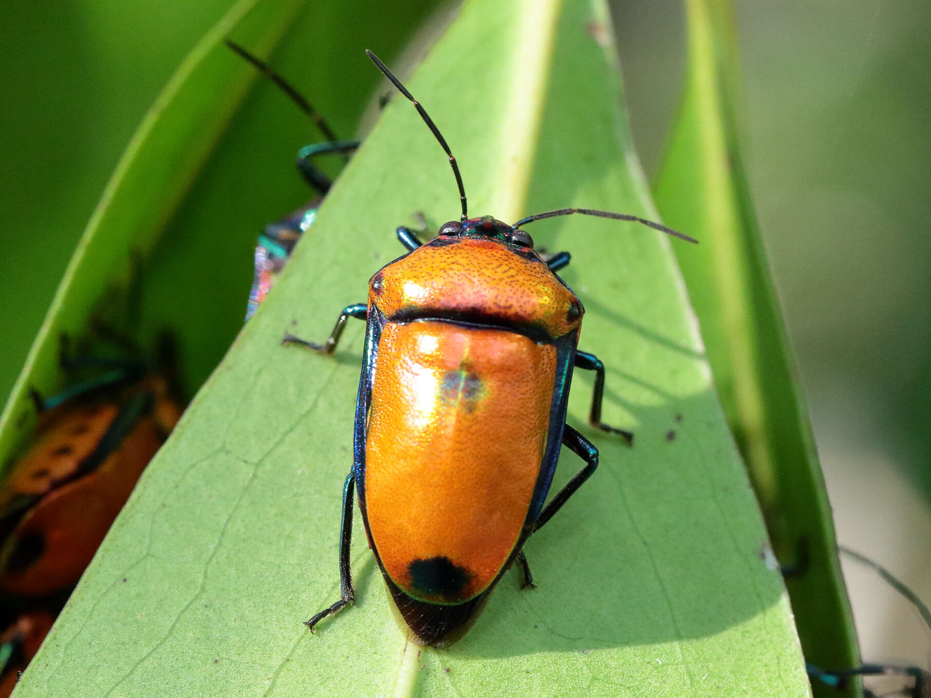 Image of Calliphara regalis