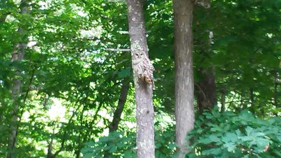 Image of Barred Owl