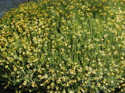 Image of Genista hispanica L.