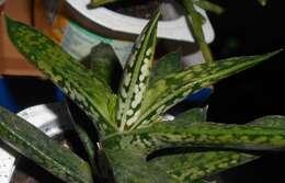 Image of Gasteria obliqua (Aiton) Duval