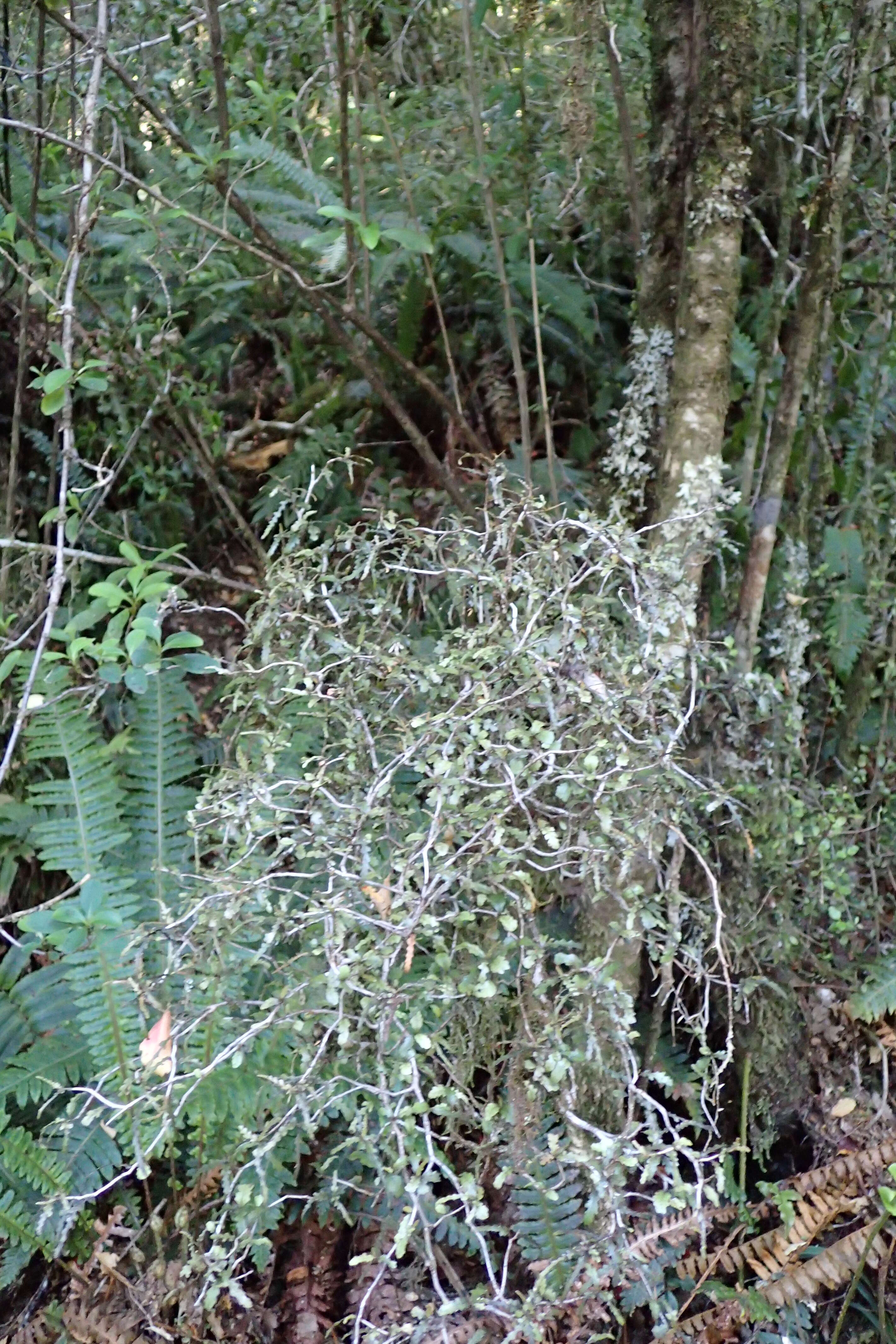 Image of Elaeocarpus hookerianus Raoul