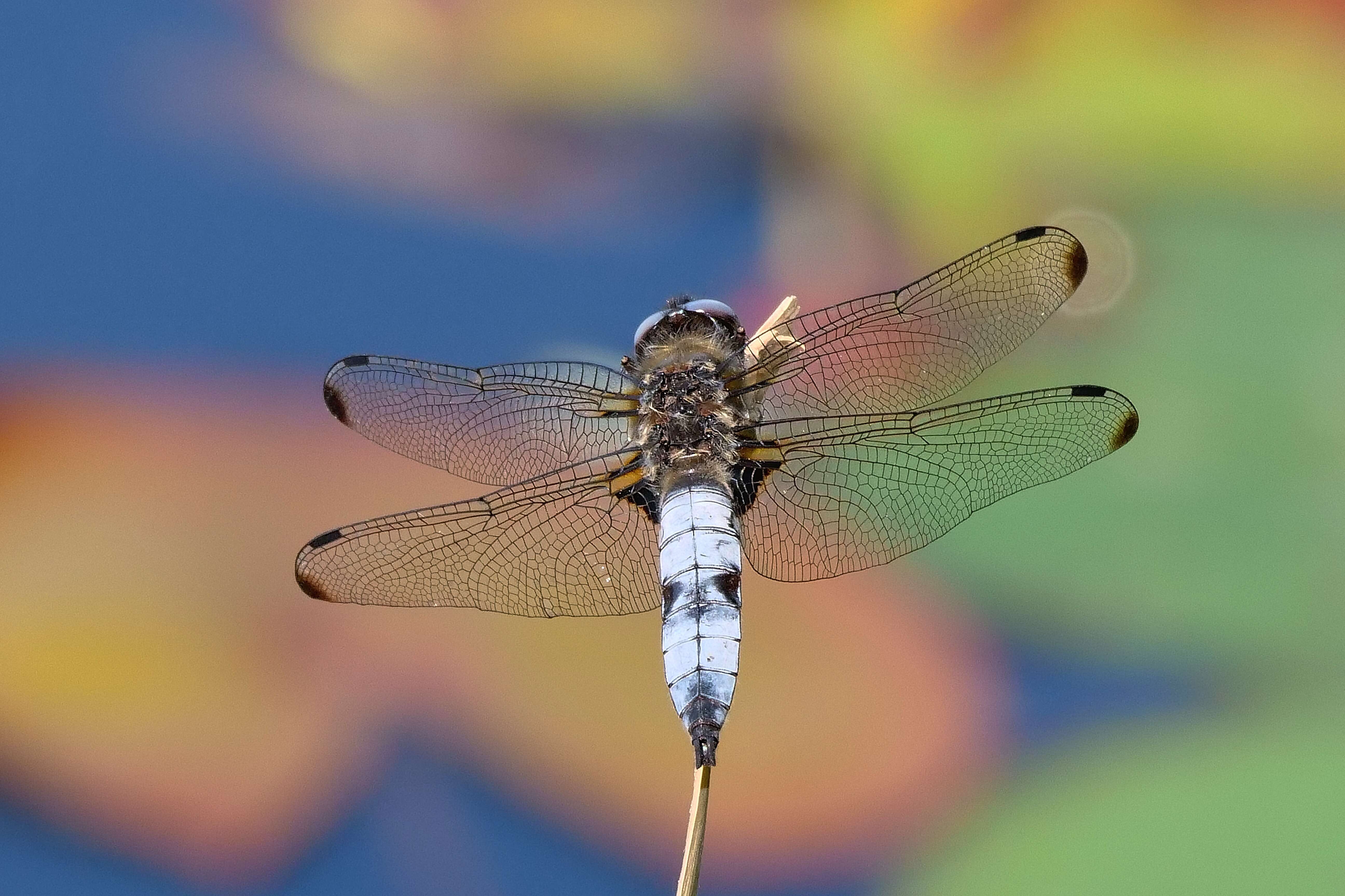 Image of Blue Chaser