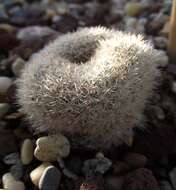 Image of Rebutia pulvinosa F. Ritter & Buining