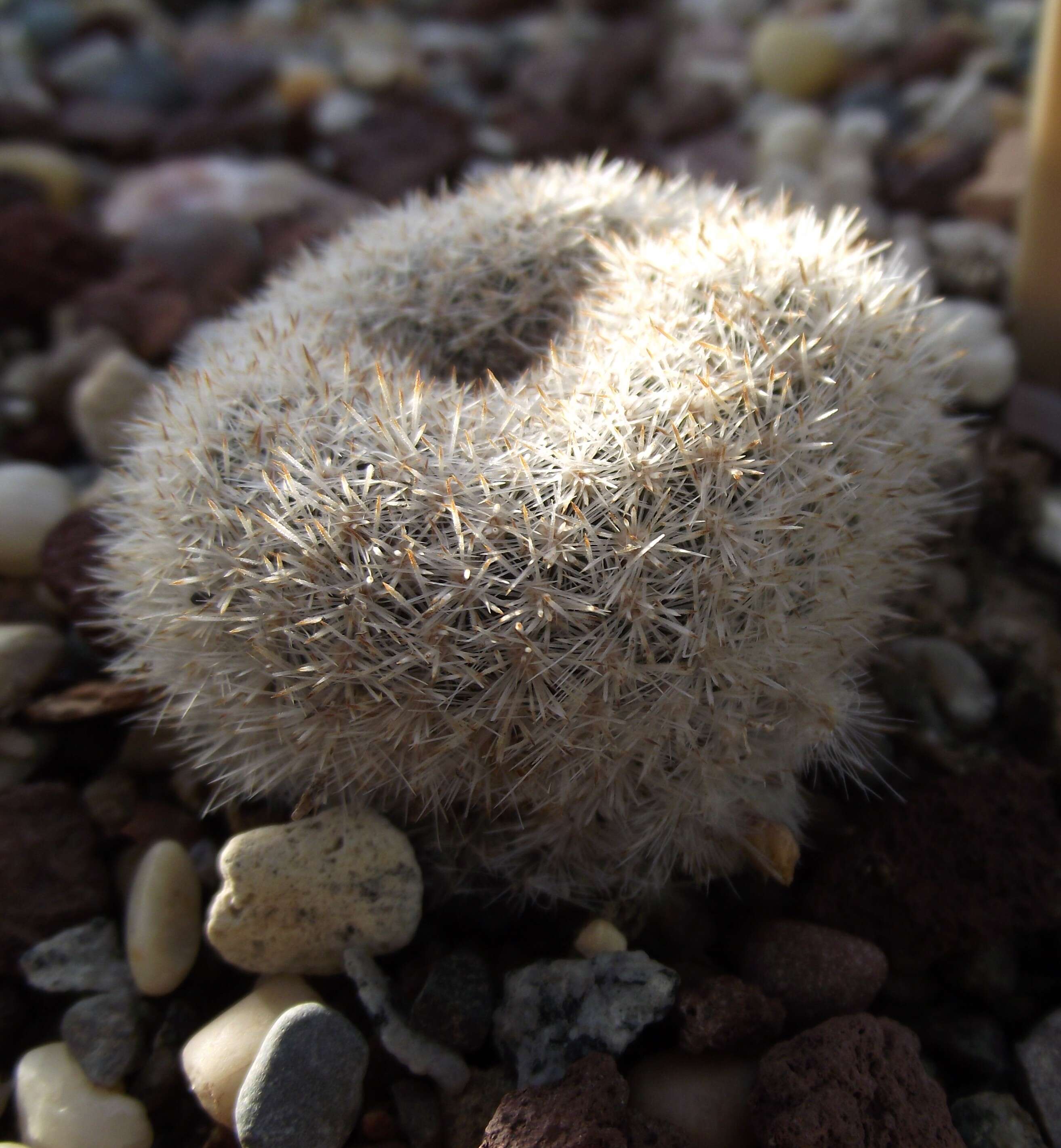 Image of Rebutia pulvinosa F. Ritter & Buining