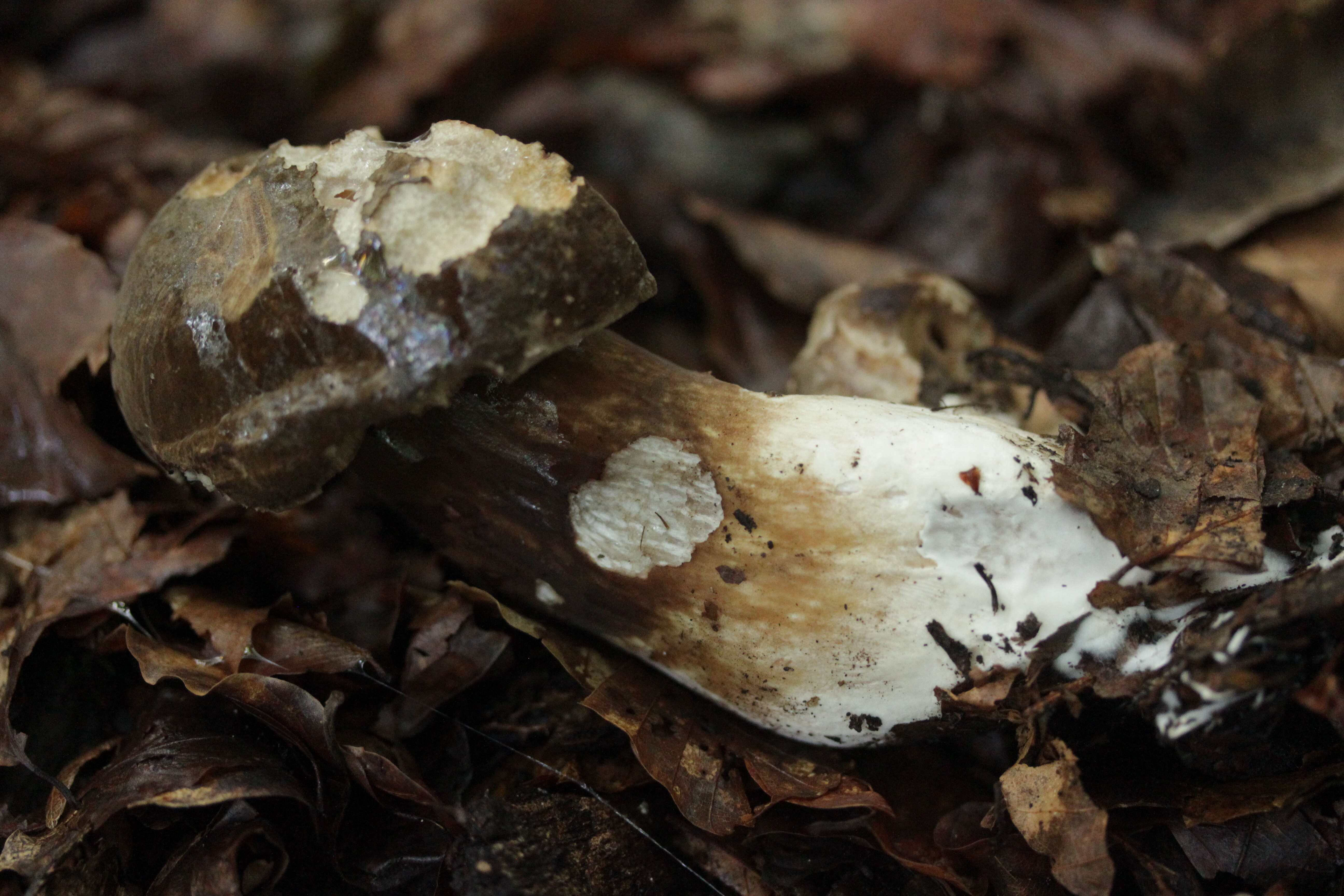 Image of Porphyrellus porphyrosporus (Fr. & Hök) E.-J. Gilbert 1931