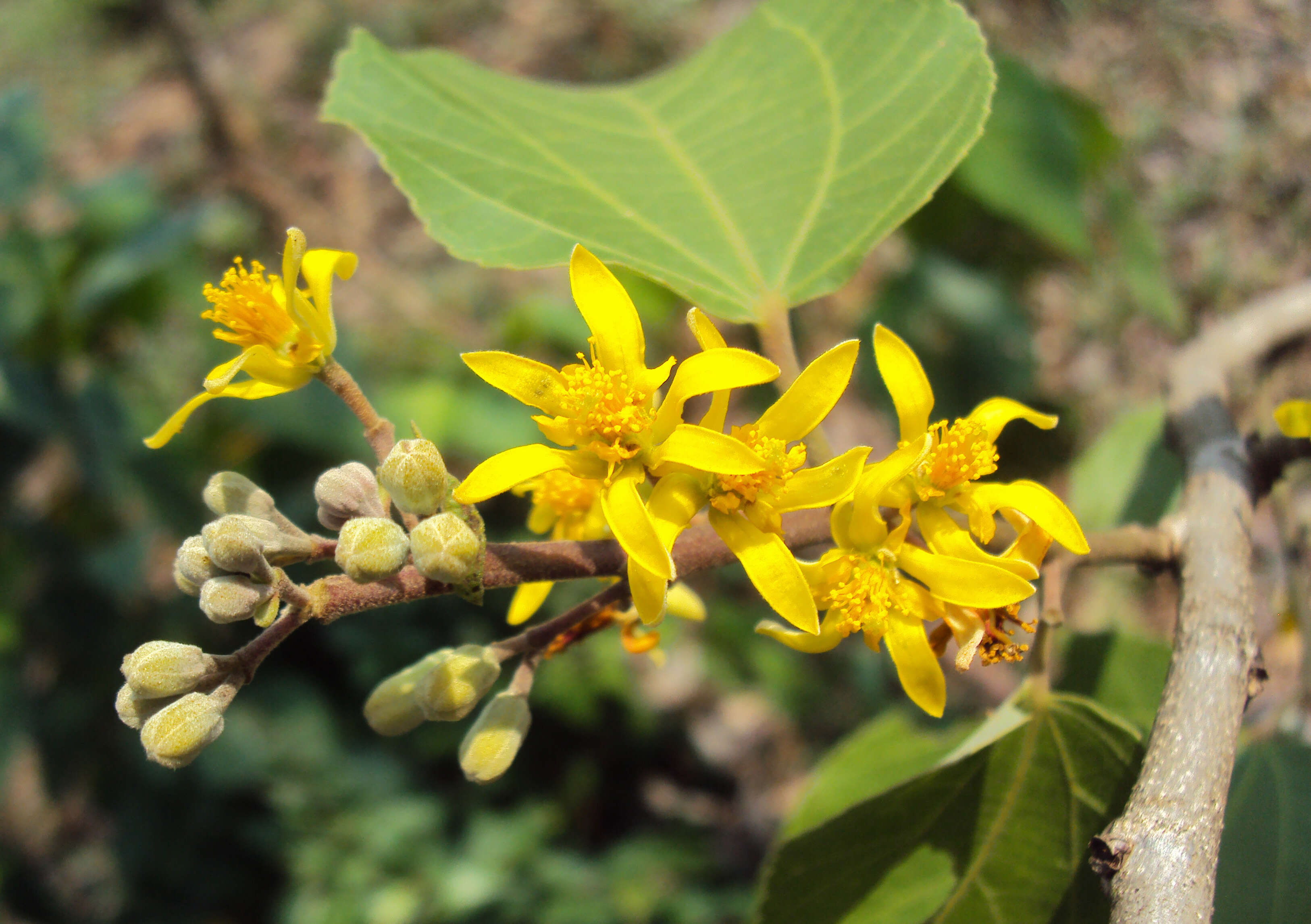 Sivun Grewia tiliifolia Vahl kuva