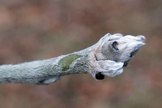 Image of Alpine Laburnum