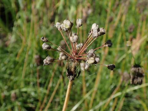 Image of Lady's leek