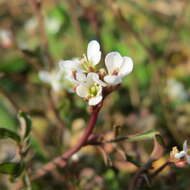 Image of hairy bittercress