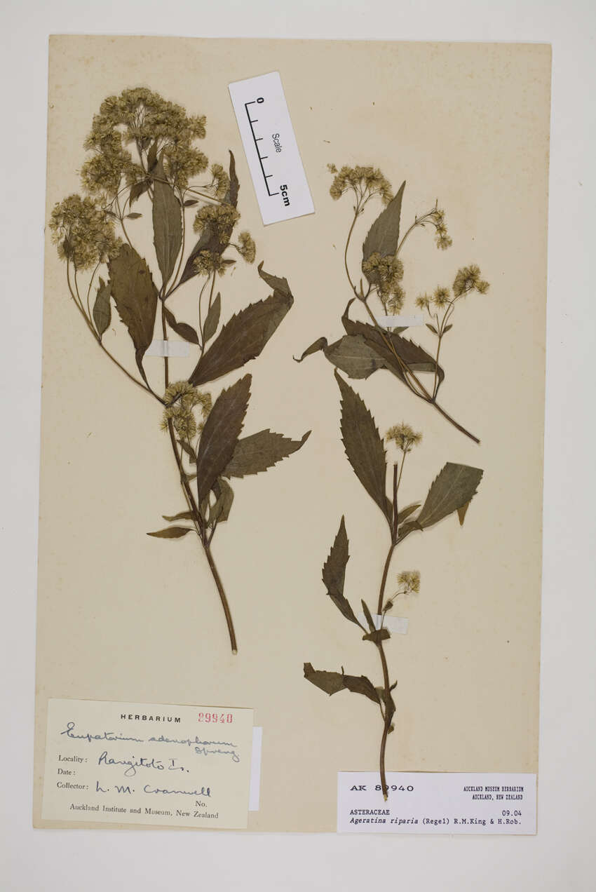 صورة Ageratina riparia (Regel) R. King & H. Rob.