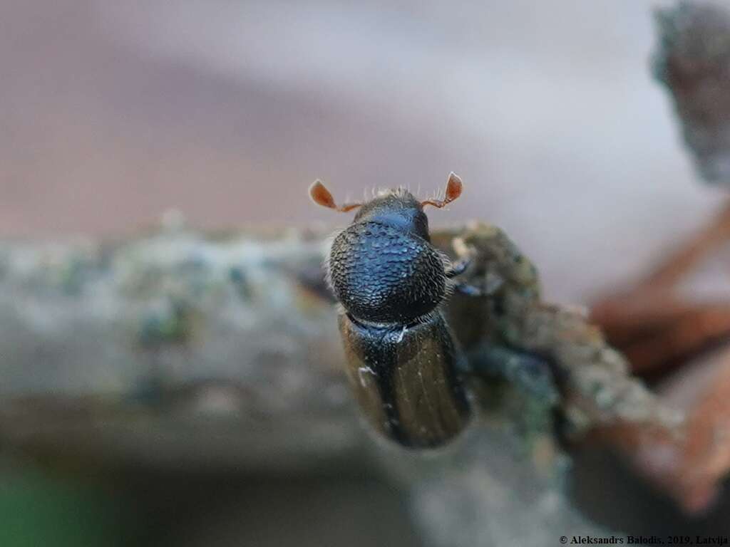 Image of European hardwood ambrosia beetle