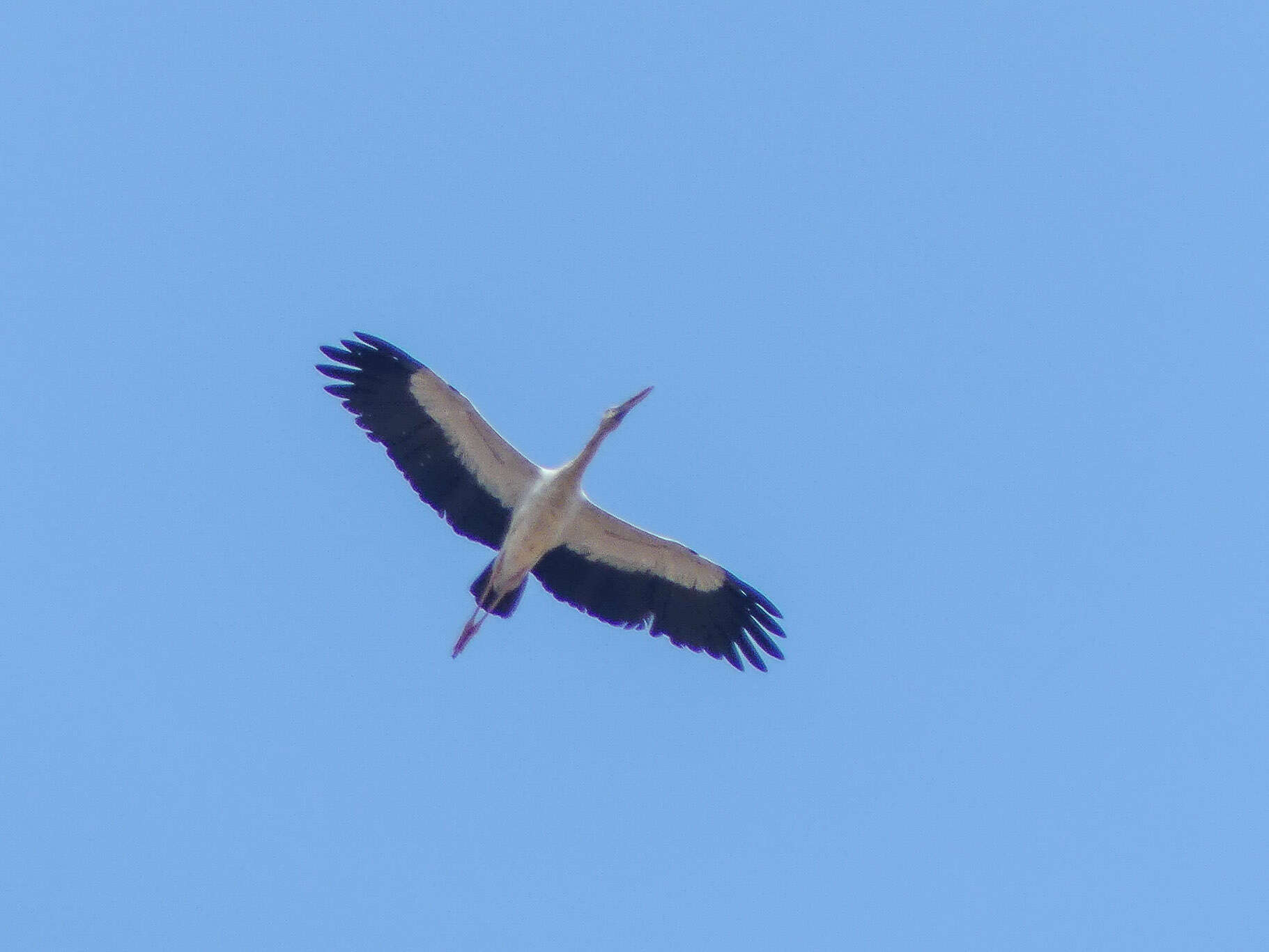 Image of Openbill stork