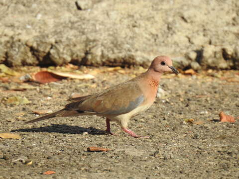 Image of Laughing Dove