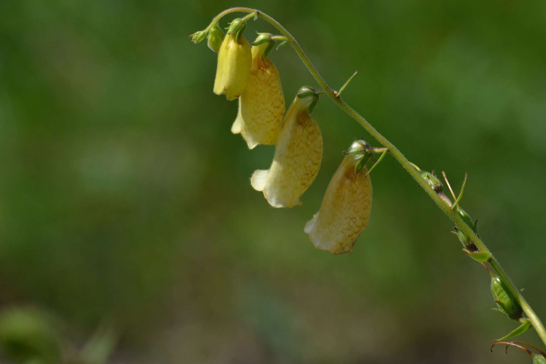 Imagem de Digitalis grandiflora Mill.