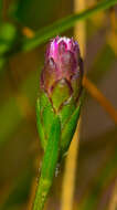 Слика од Liatris cylindracea Michx.