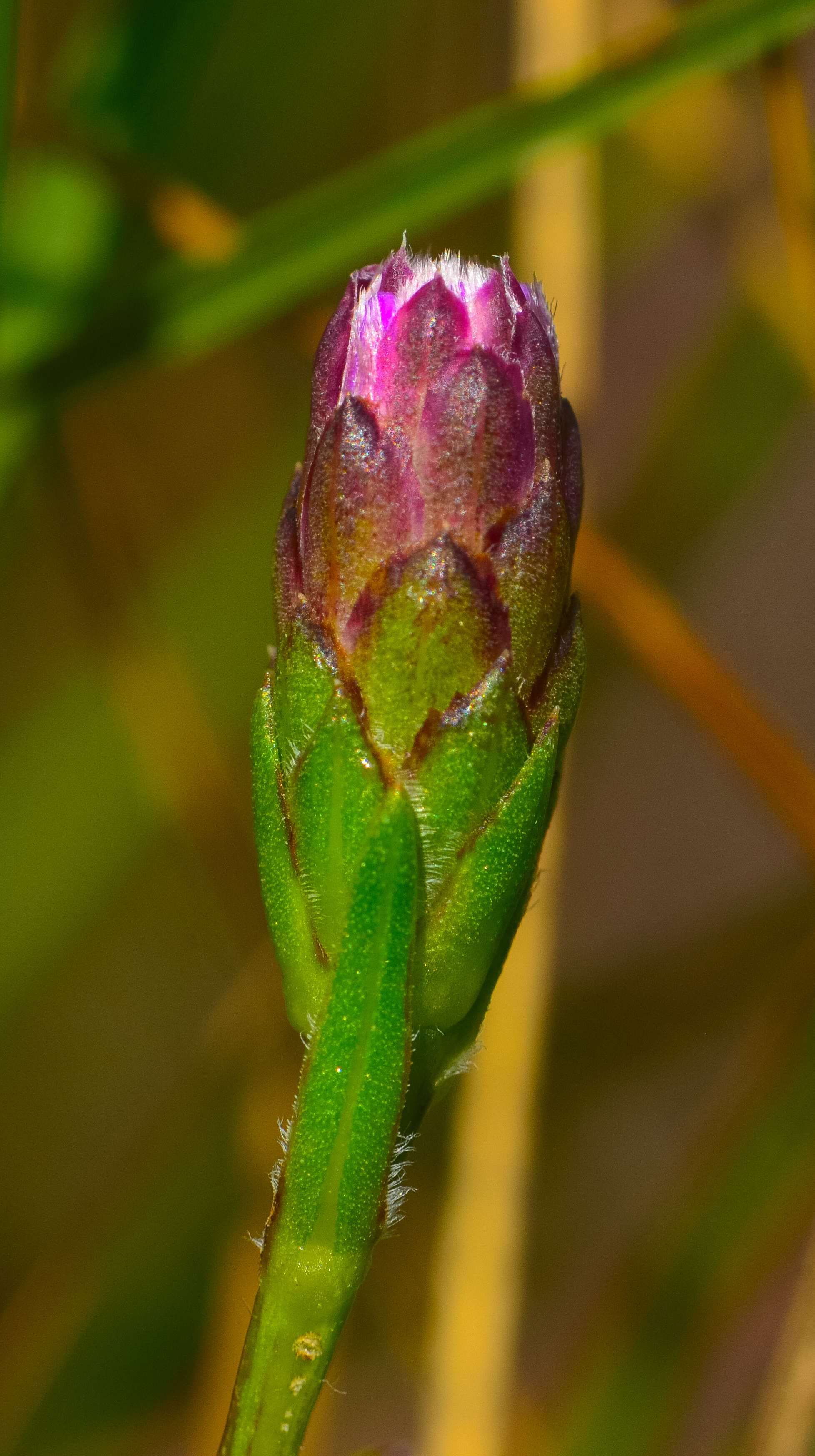 Слика од Liatris cylindracea Michx.