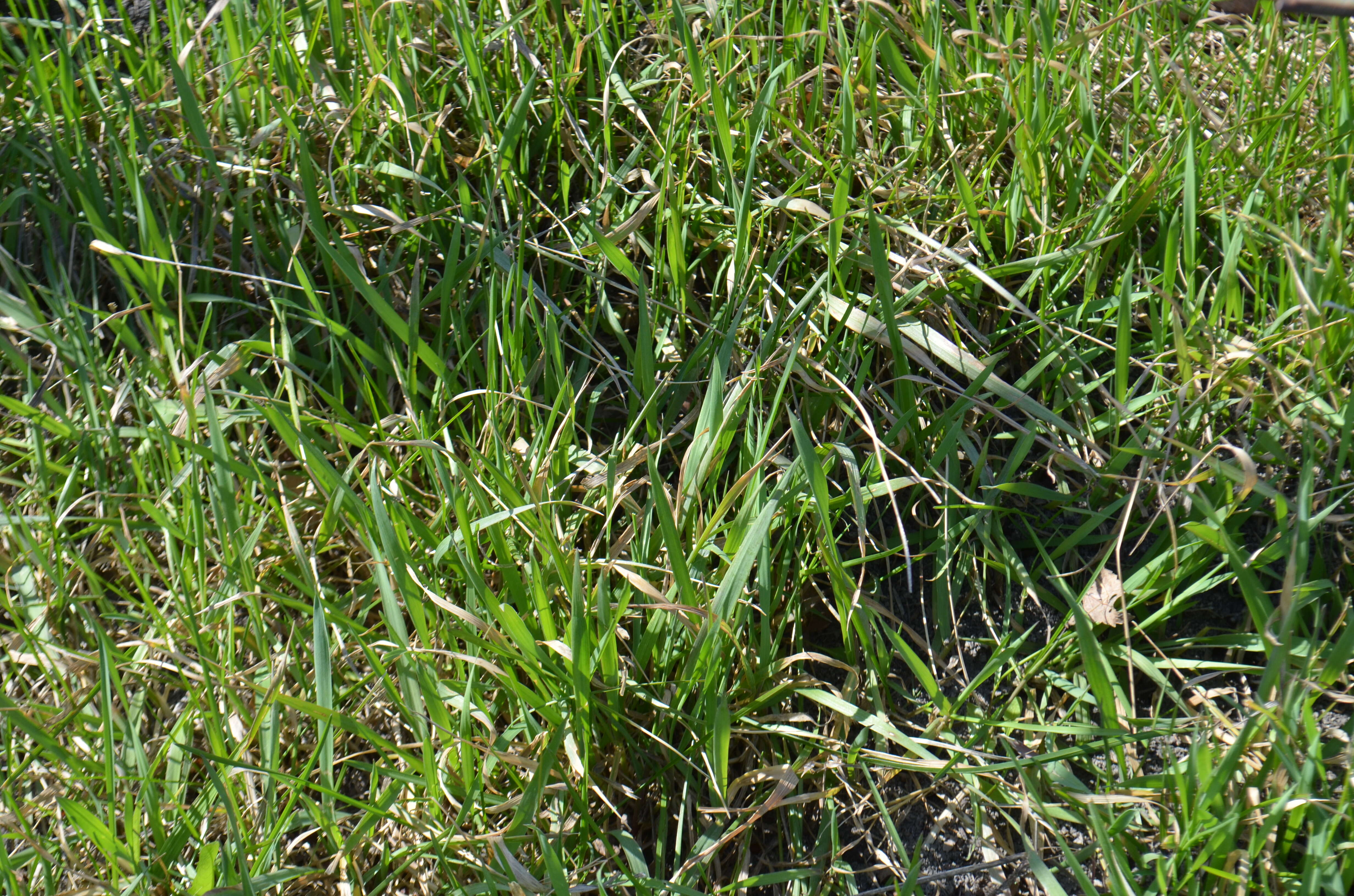 Image of Smooth Meadow-grass