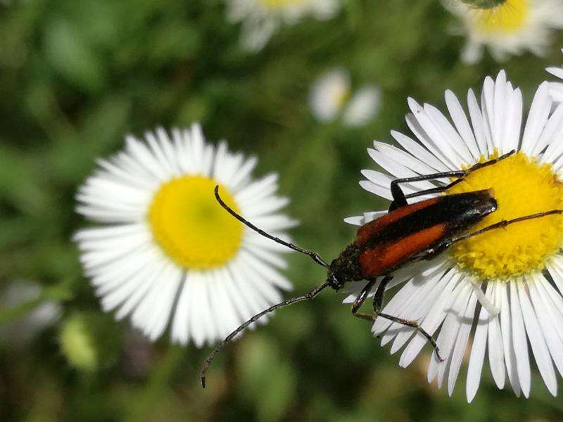 Image de Stenurella melanura (Linné 1758)