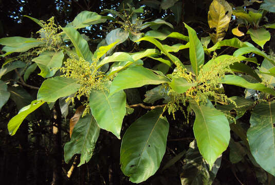 Image of Meliosma simplicifolia (Roxb.) Walp.