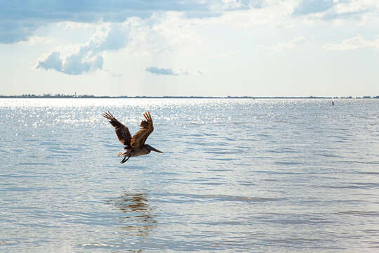 Image of Pelecanus occidentalis carolinensis Gmelin & JF 1789