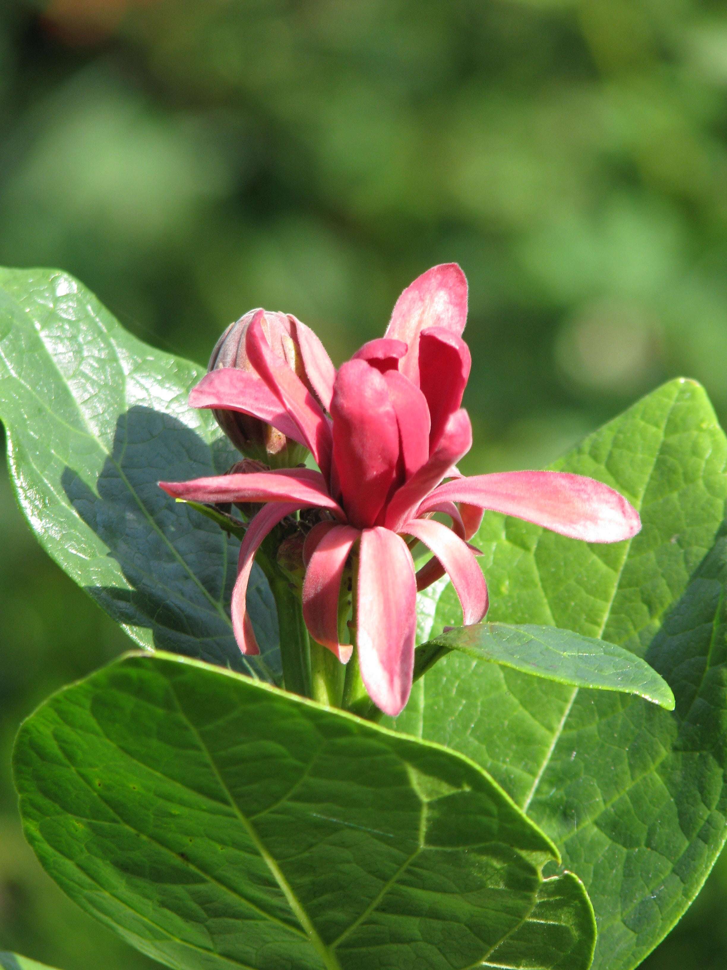 Image of western sweetshrub