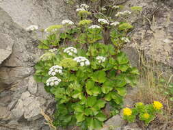 Ligusticum scoticum L. resmi