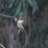 Image of Western Wood Pewee