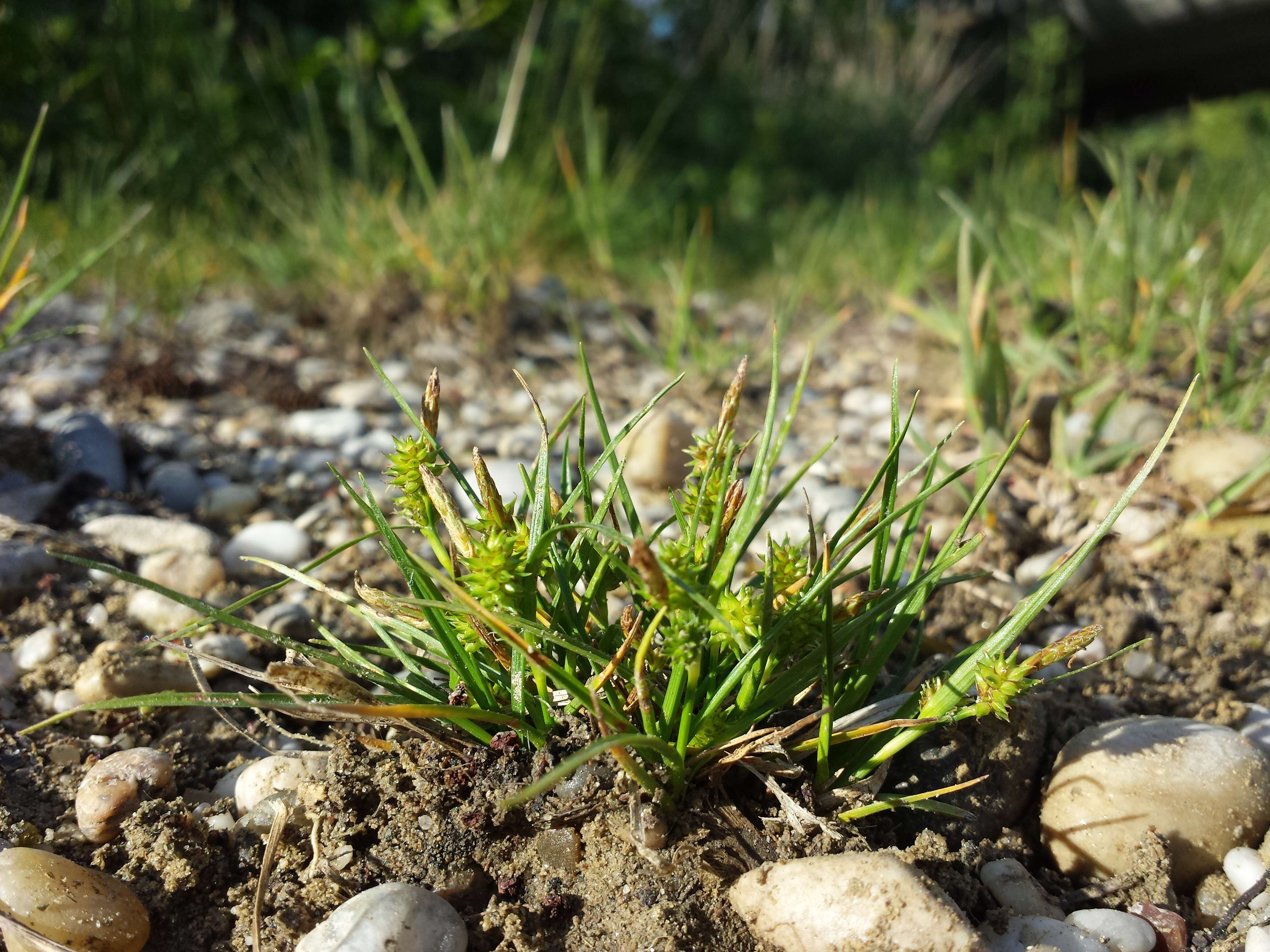 Image of Carex viridula