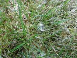 Image of Pink Snow Mold