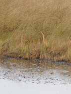 Image of American Bittern