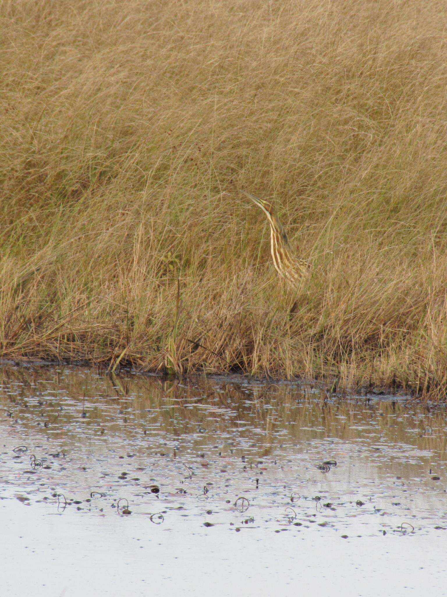 Image of American Bittern