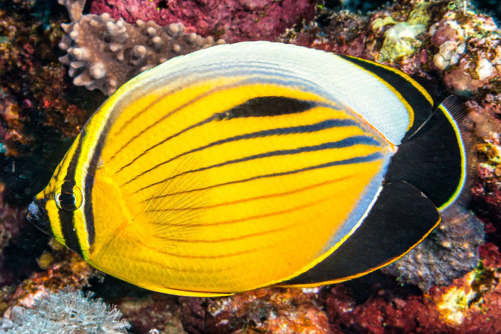 Image of Blacktail Butterflyfish