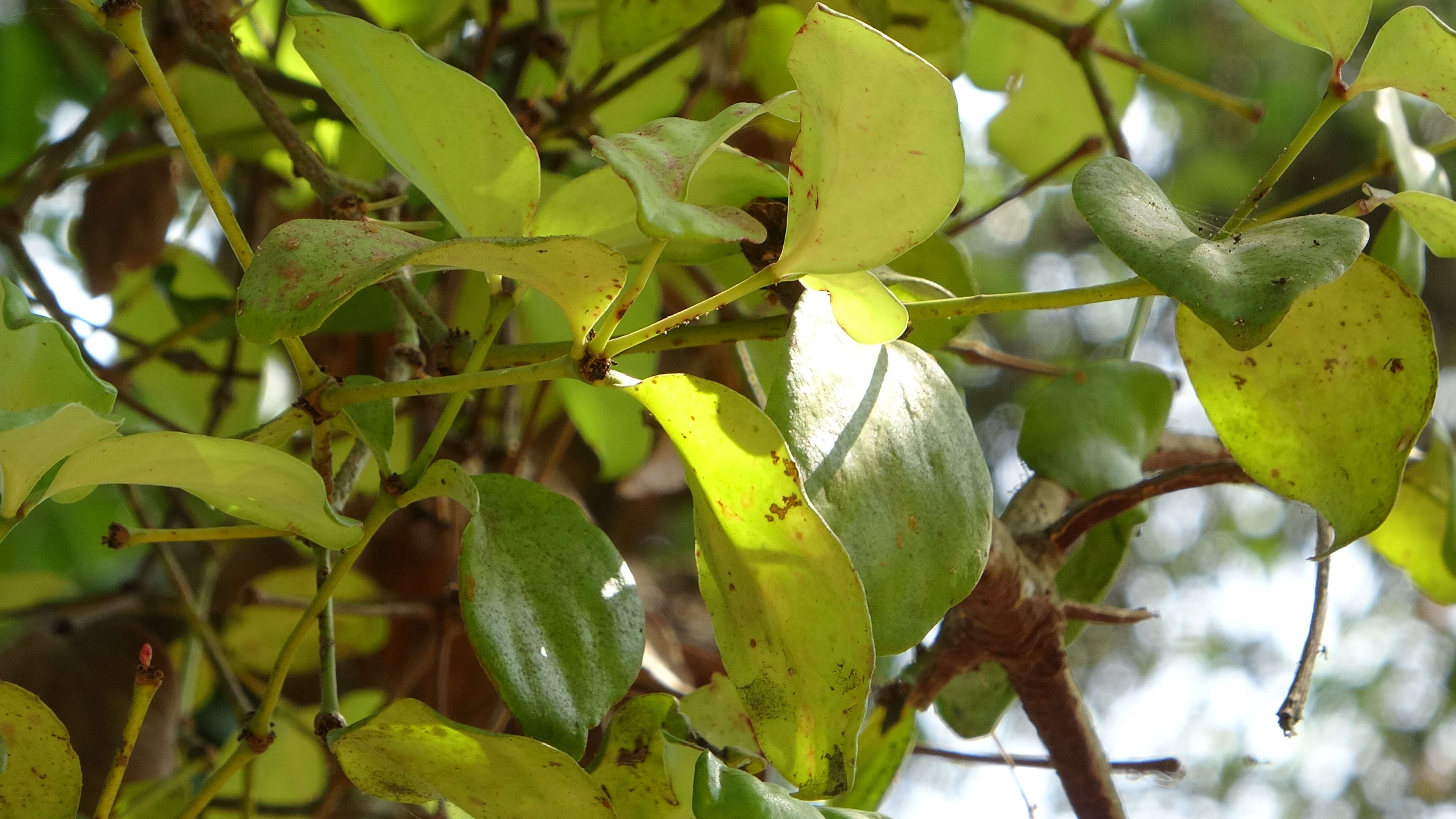 Image of mulberry mistletoe