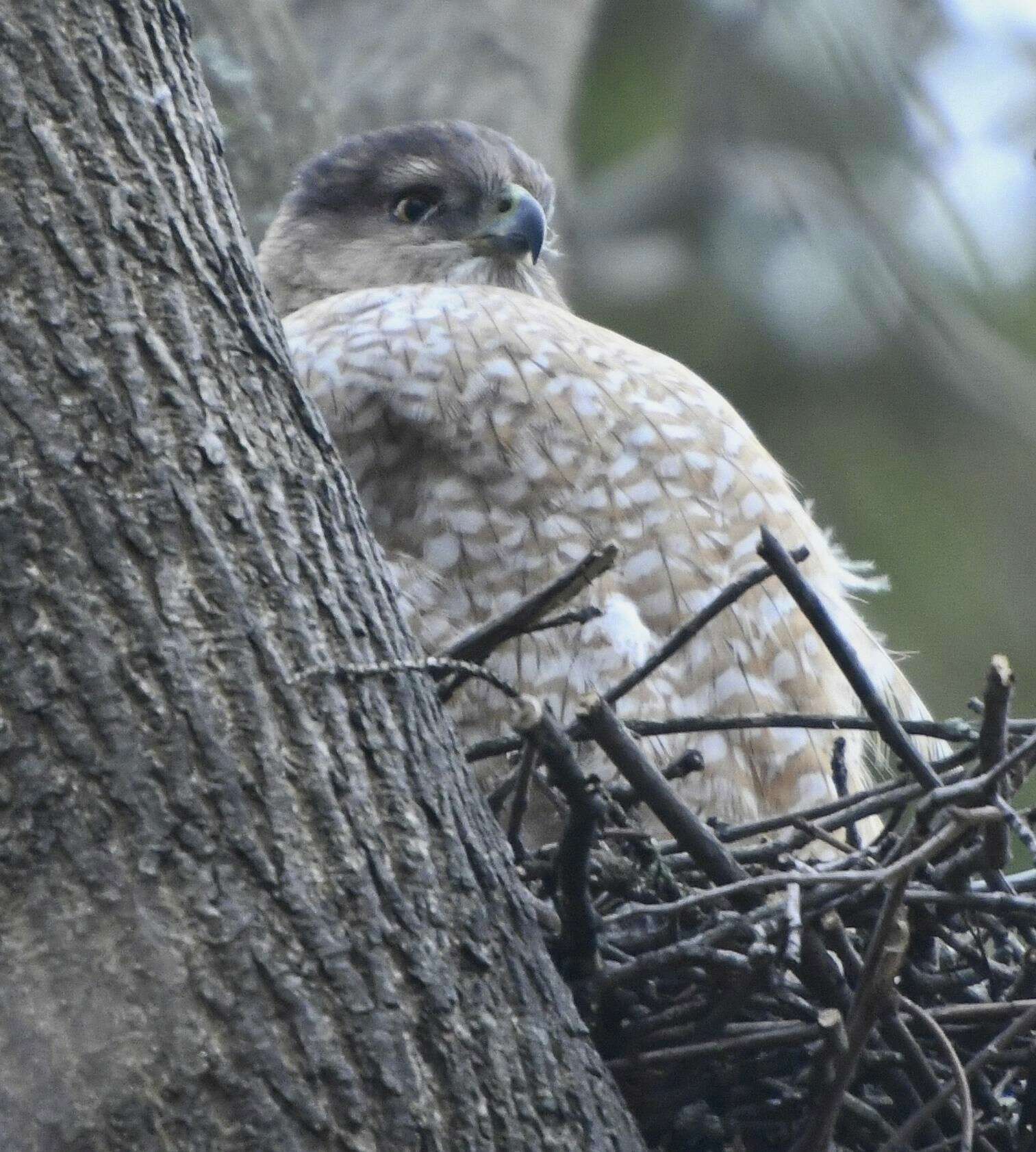 Image of Cooper's Hawk