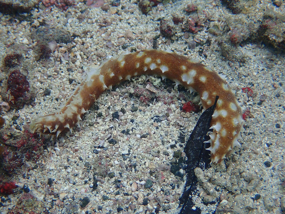 Image of Sand sifting sea cucumber